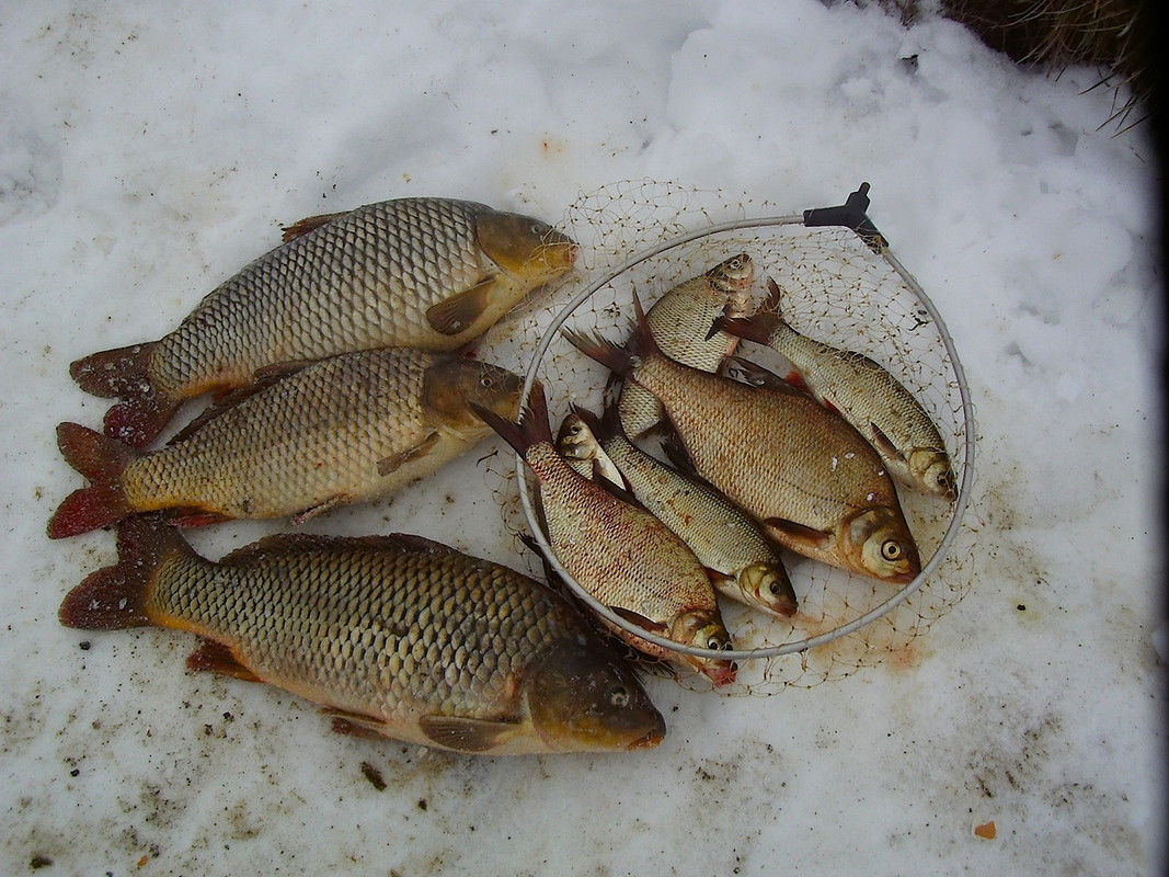 Улов 30.12.13 г