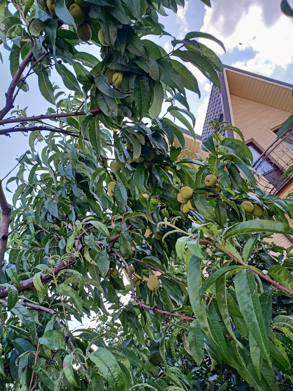 IMG20210709173300.jpg