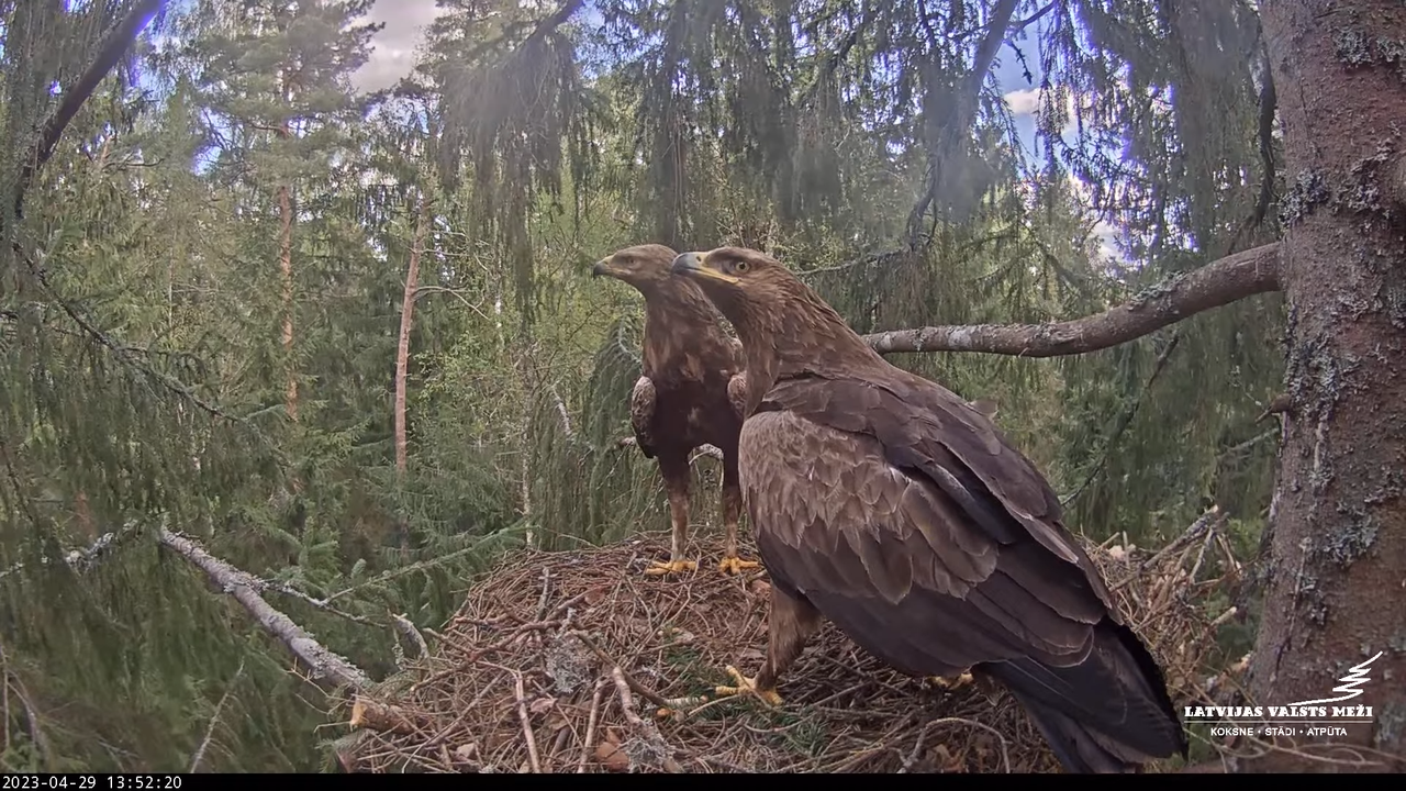 LVM mazais ērglis Lielā sala, egle #2 – Lesser Spotted Eagle 10-58-25 screenshot
