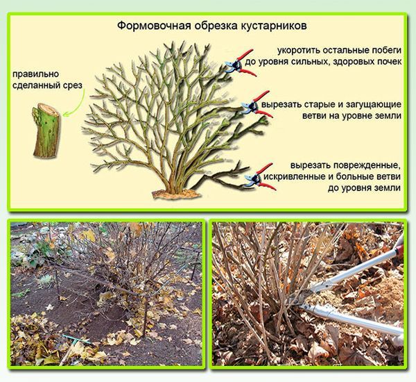 Когда и как правильно обрезать дейцию осенью