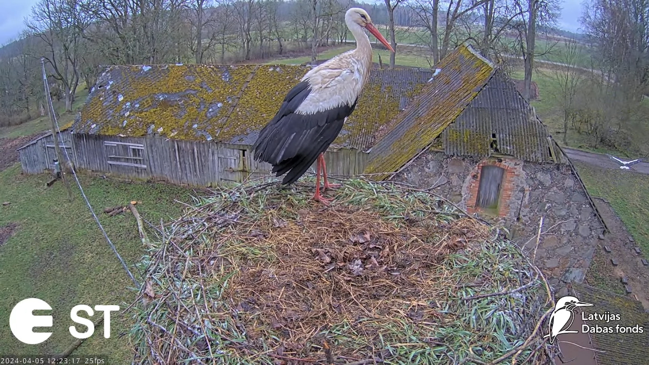 Baltie stārķi (Ciconia ciconia) Tukuma novadā - LDF tiešraide __ White storks in Tukums, Latvia 2-15