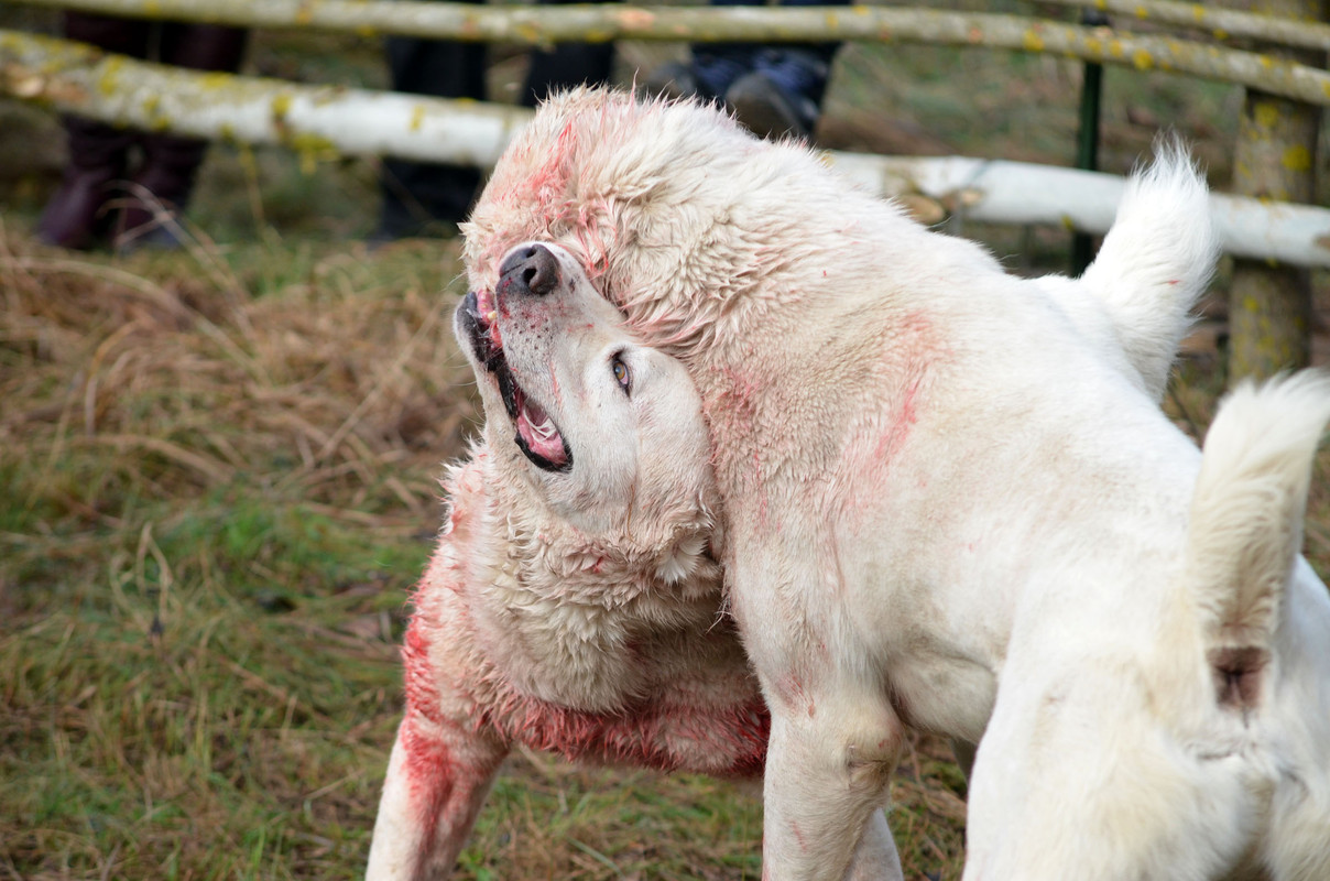 Самурыч-Уран (8)