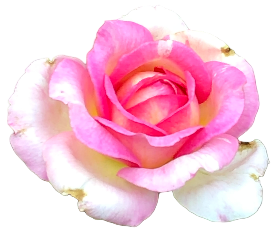 Pink White Rose 1