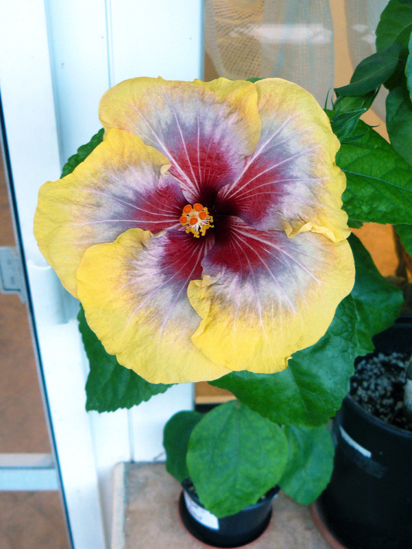 Petar’s Esmeralda RK Black Pearl x Russian Firebird 1 first bloom 22 9 ...