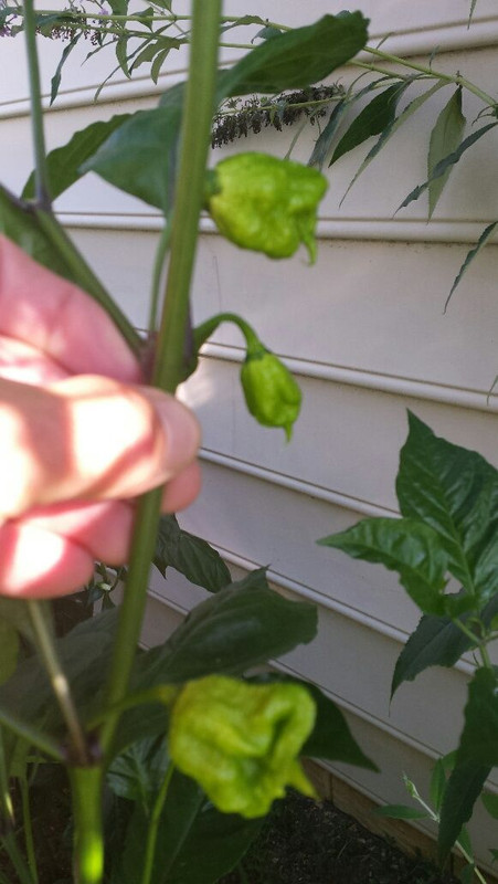 20160903_084750_resized