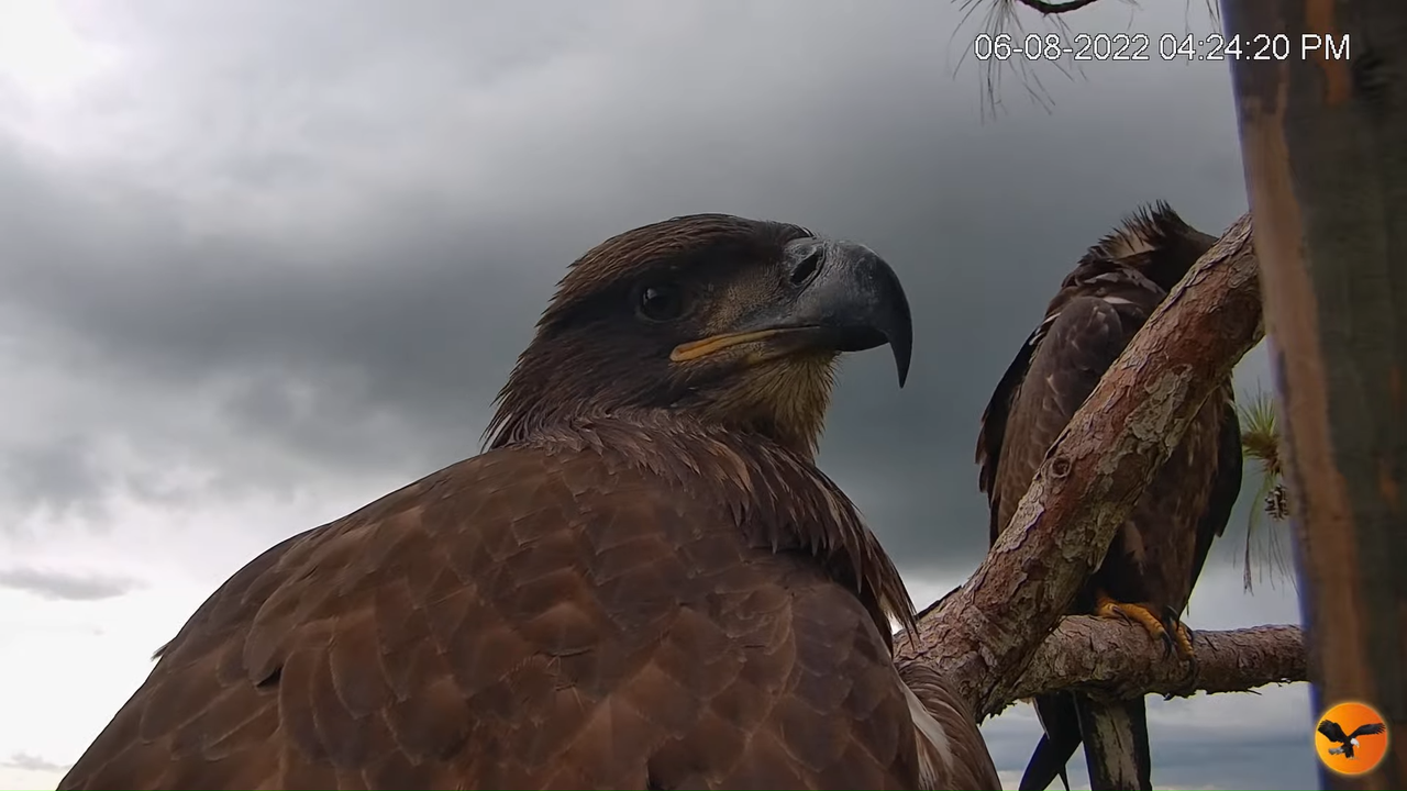 EC Nest Cam 12-39-54 screenshot (1)