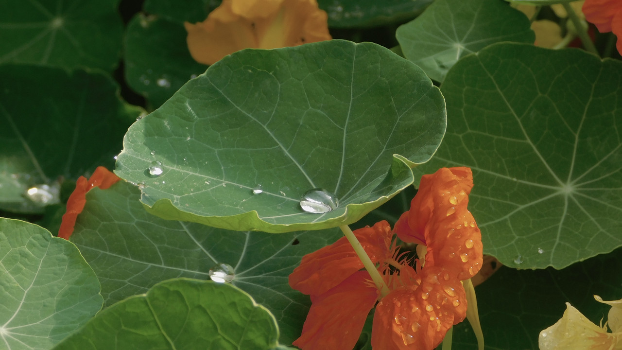 Август дачный кукольный 2023 397