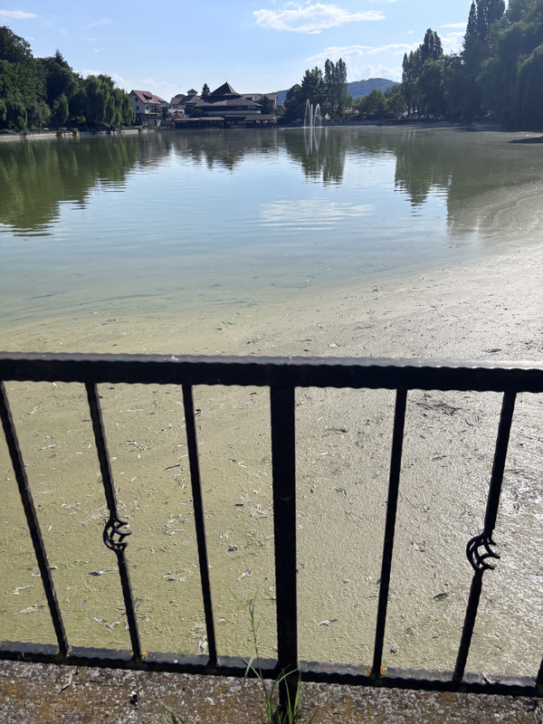 Lacul în stare neîngrijită