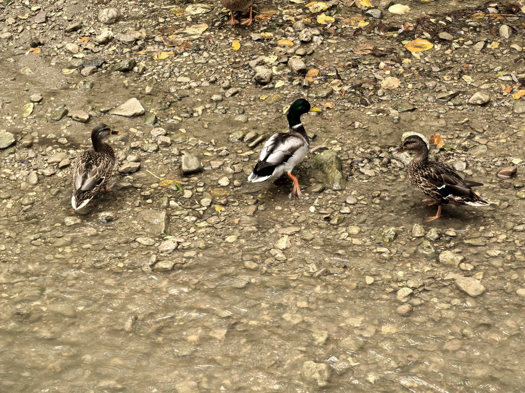 Октябрь уж наступил, 