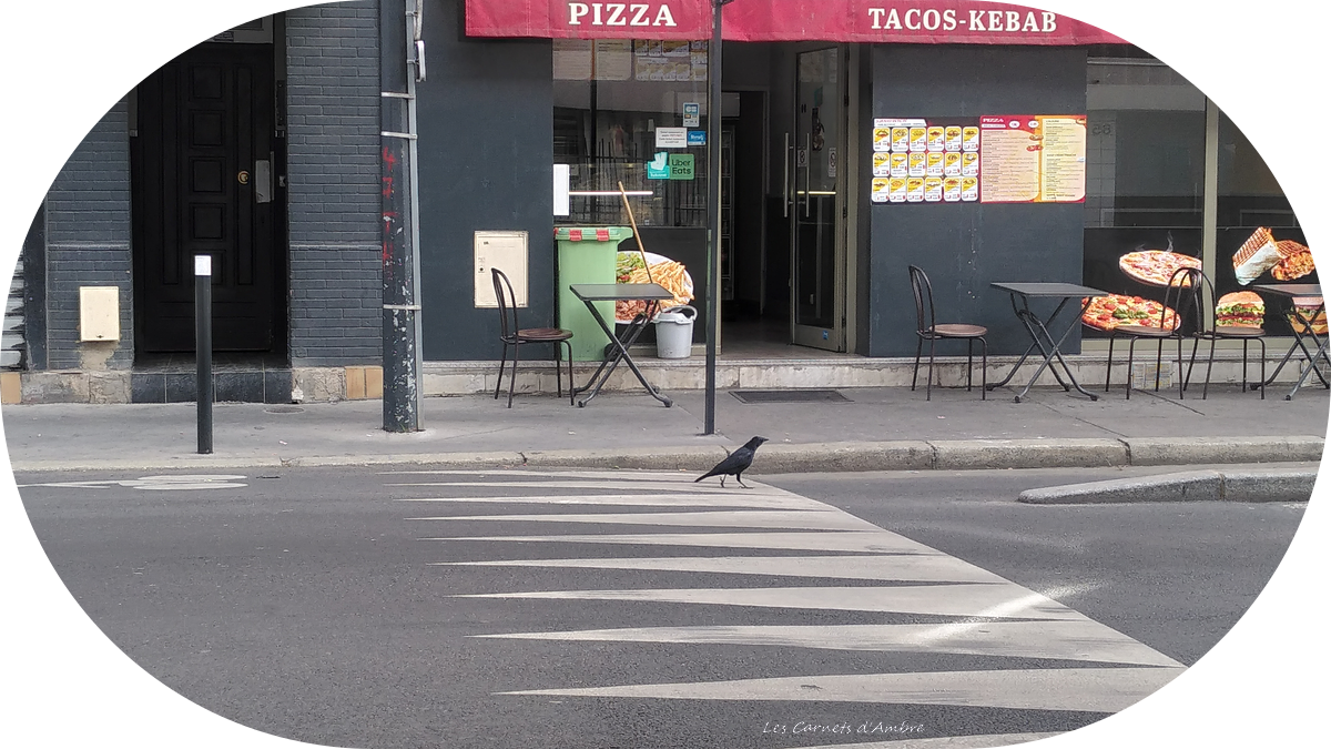 Corbeau sur la route, au passage clouté