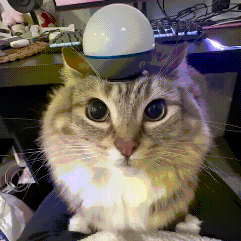 lunaistabby-cat.gif