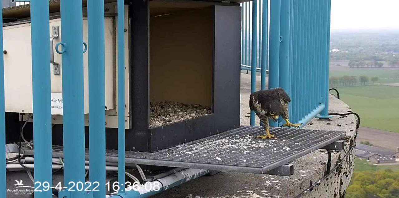 campics BDL 2022 va 9 april 2022 ©VWGGemert/Vogelbescherming Nederland - Pagina 39 Video-2022-04-29-163740-Trim-2-Moment-2