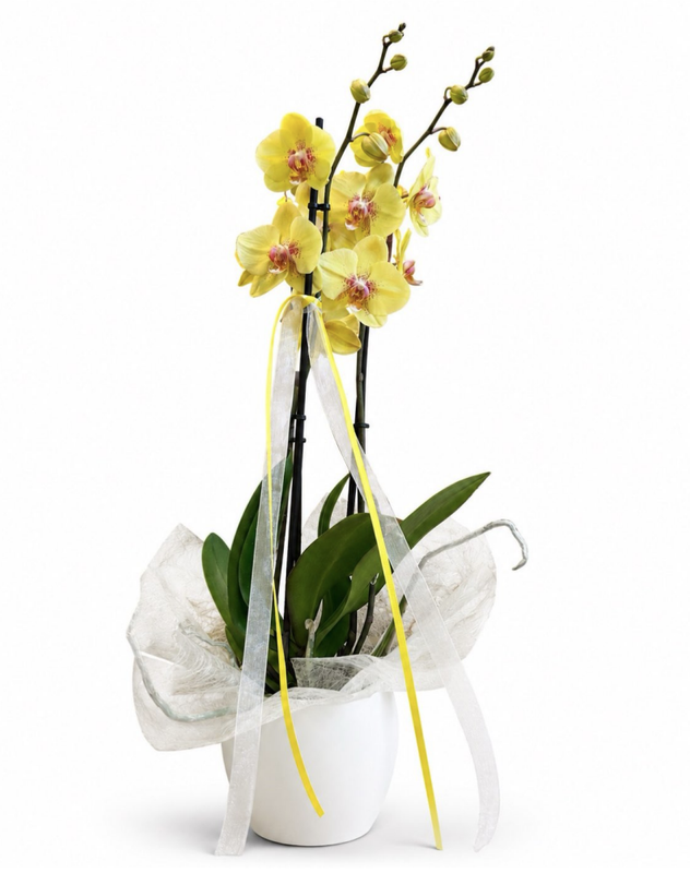 Orquídea Amarilla