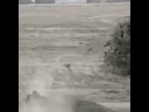 https://i.postimg.cc/KzN3sXz6/video-2026-08-03-13-43-55-(1).gif