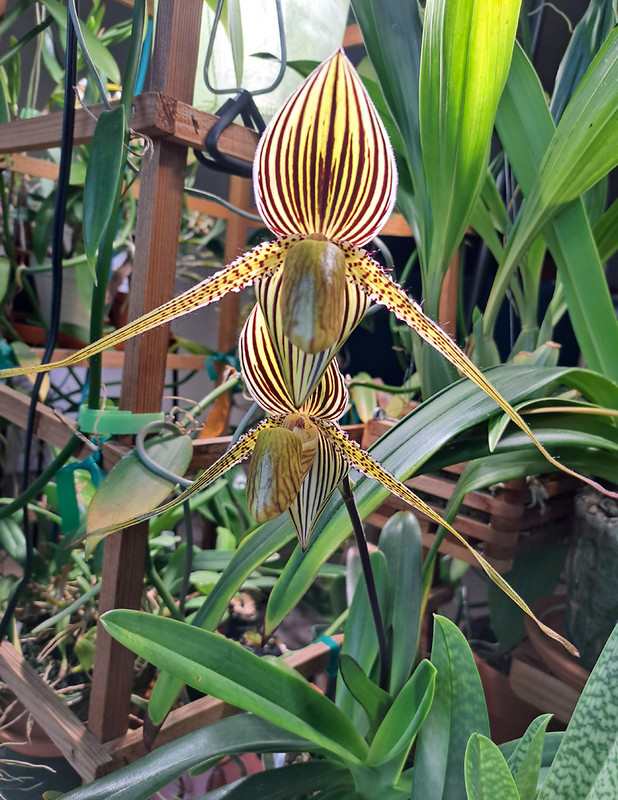 paph-gr
