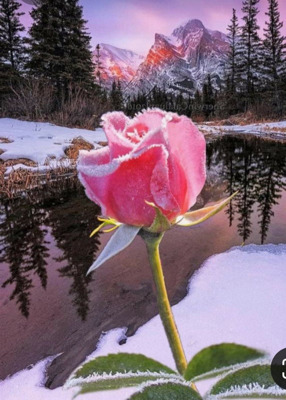 Screenshot_20230327_233803_Pinterest