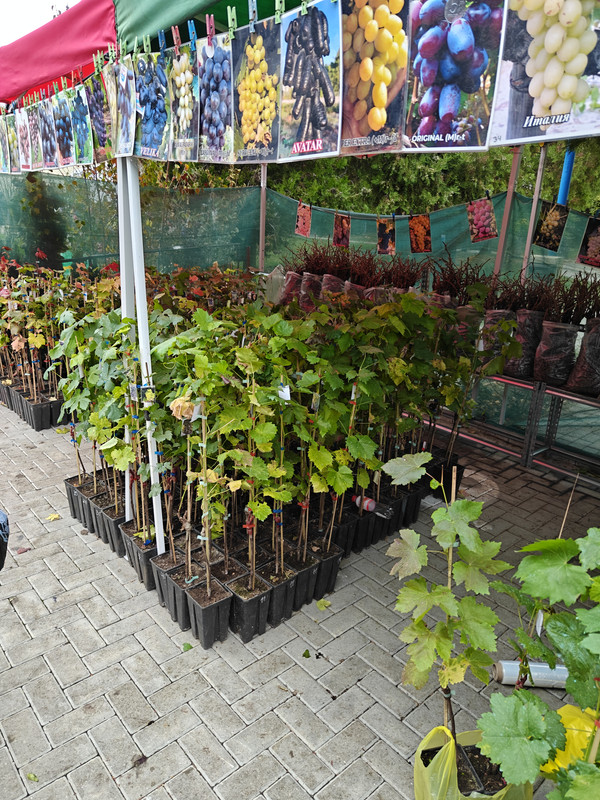 IMG20261017124319