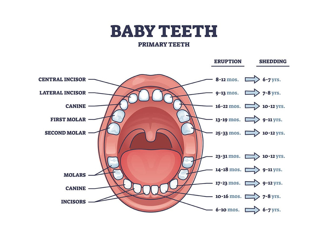 Dental Development
