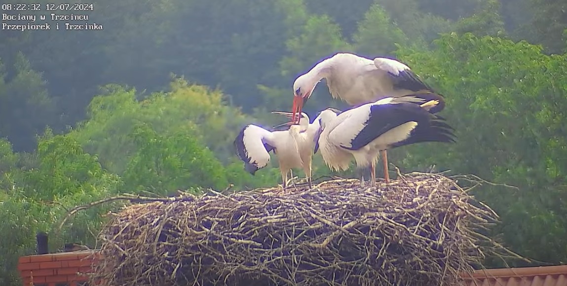 cosieszarpieszdzieciaku