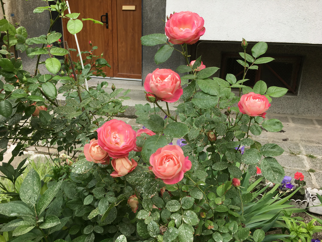 20200520_142033525_iOS