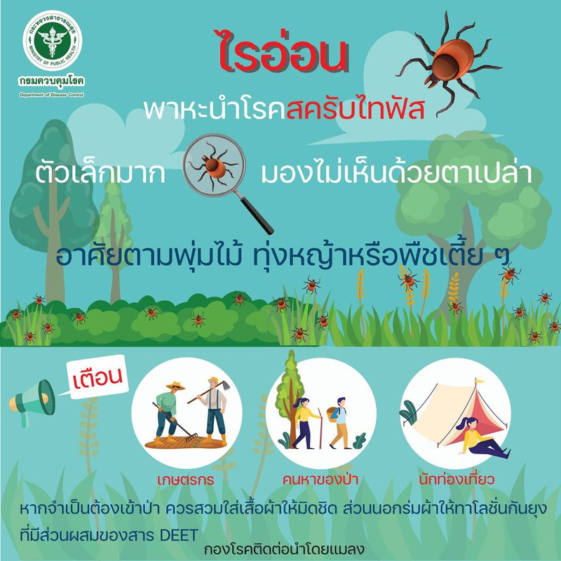 ระวังโรคสครับไทฟัส ที่มีตัวไรอ่อนเป็นพาหะนำโรค เกษตรกร คนหาของป่า นักท่องเที่ยว ไปเที่ยวป่า กางเต็นท์ แคมป์ปิ้ง