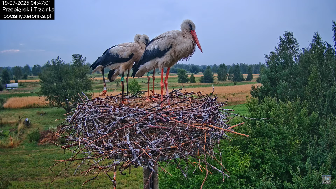 19072025bociany2