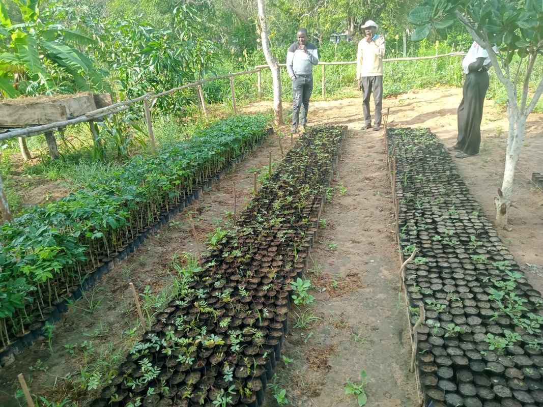 Nursery-seedlings-3