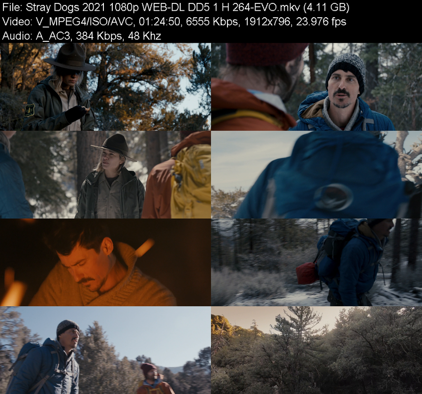 stray-dogs-2021-1080p-web-dl-dd5-1-h-264