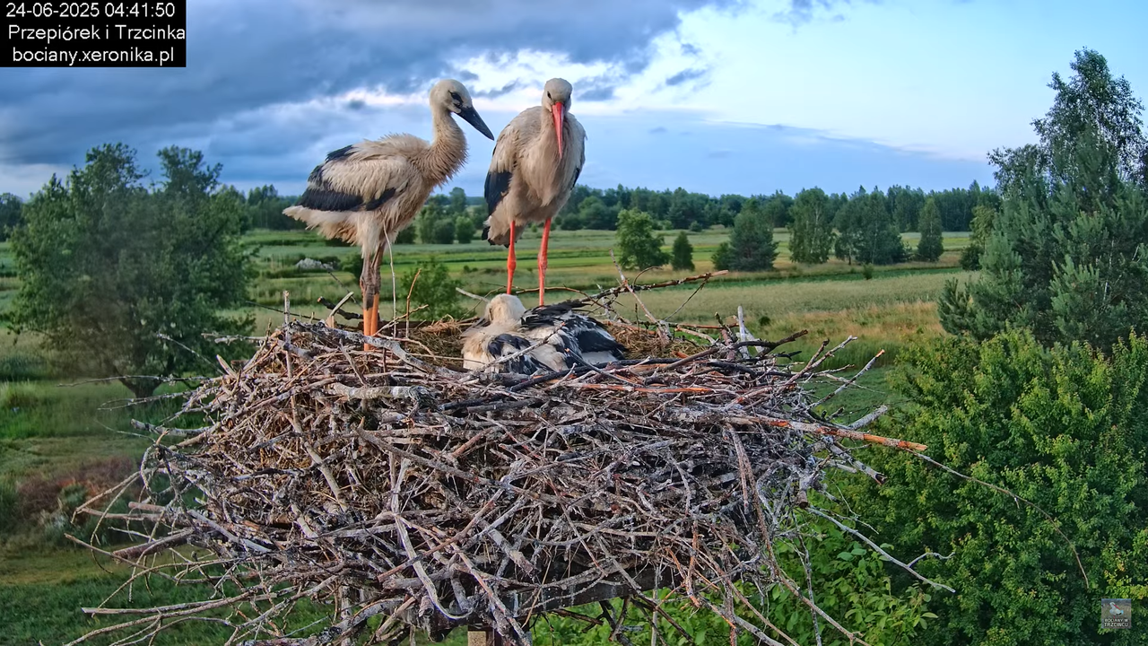 24062025bociany2