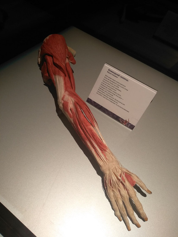 72174384_414296795940284_7737955024847765504_n