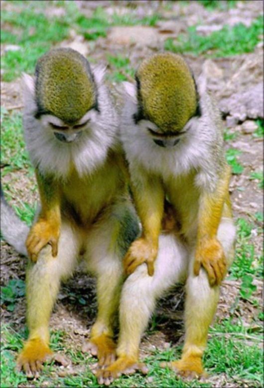 greenmonkeys.jpg