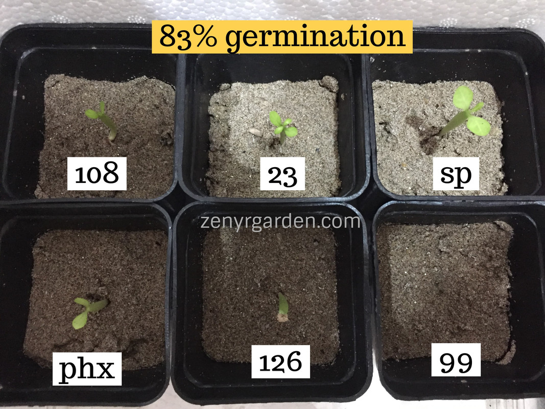 mr-ko-adenium-seedlings-sprout.jpg