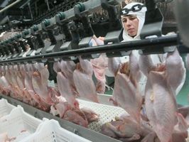 Экспорт курятины вырос на 77,4%