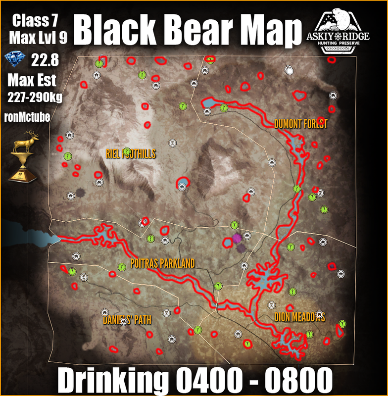 bear-bear-at-askiy-ridge-ma