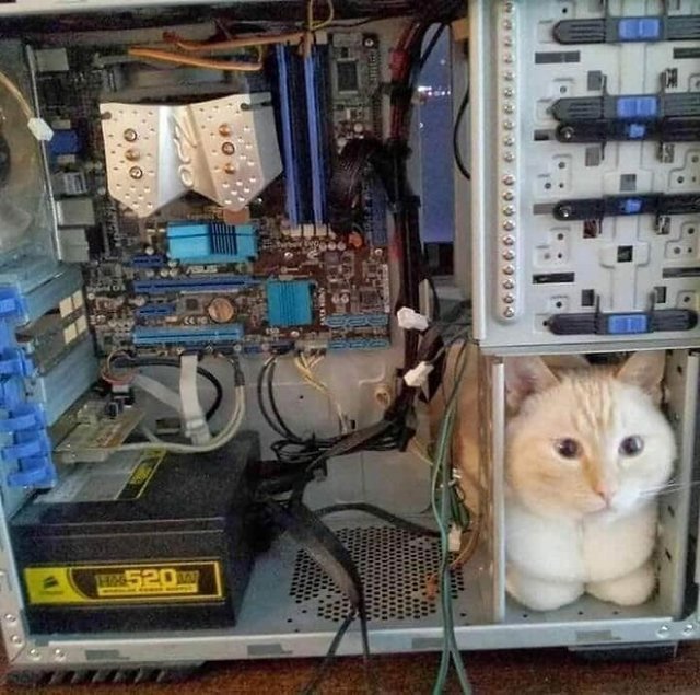 places-where-cats-shouldnt-be-60642763b8
