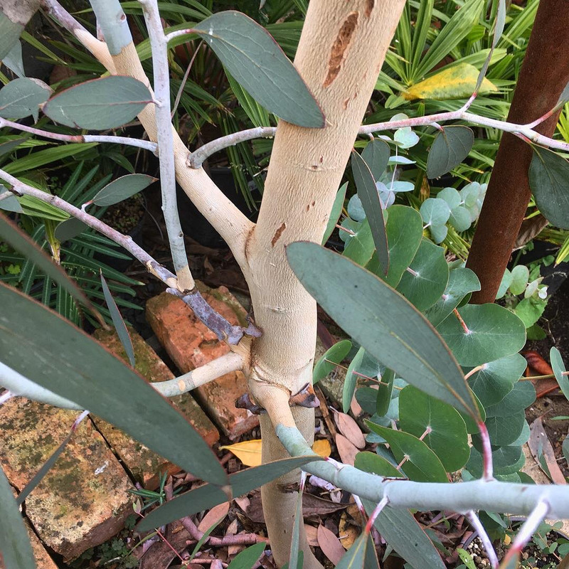 Eucalyptus 46803951-508167993016442-2221211258466598912-n