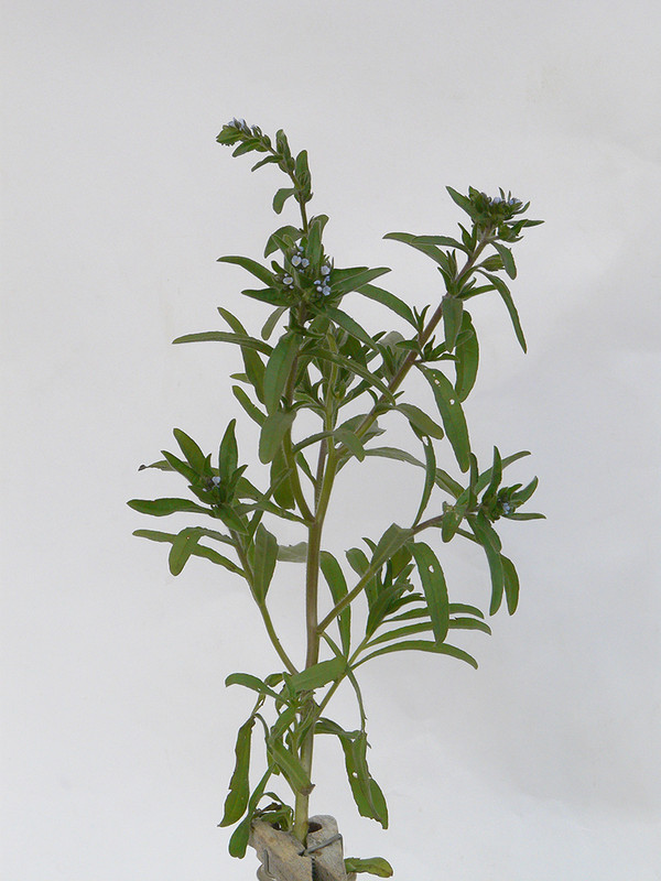 P1150351-1... (1024)