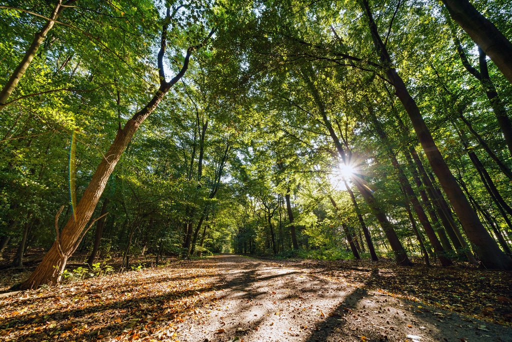 2020-10-06-Waldpromenade-in-der-Haard.jpg