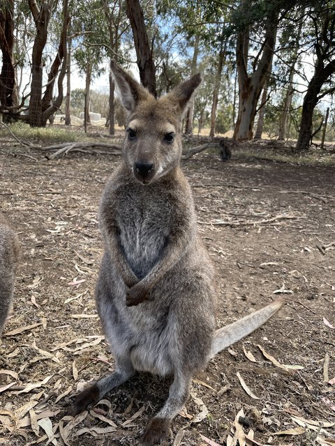 Kangaroo Island - El abrazo a Pearl (6)