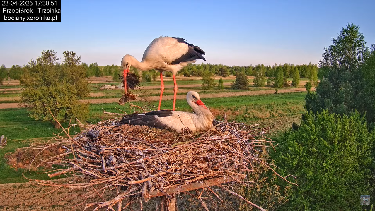 23042025bociany14