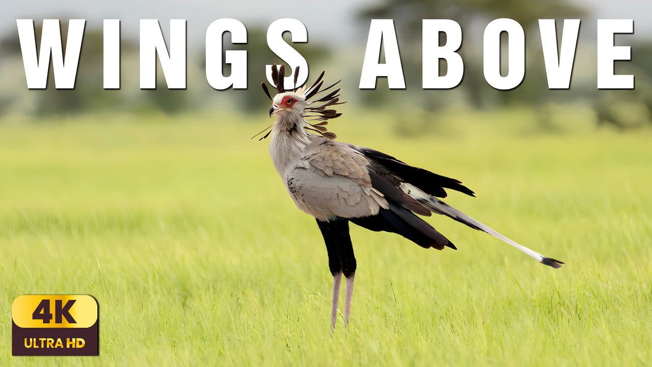 The Water’s Edge | Calm Wildlife Reflections & Peaceful African Waters
