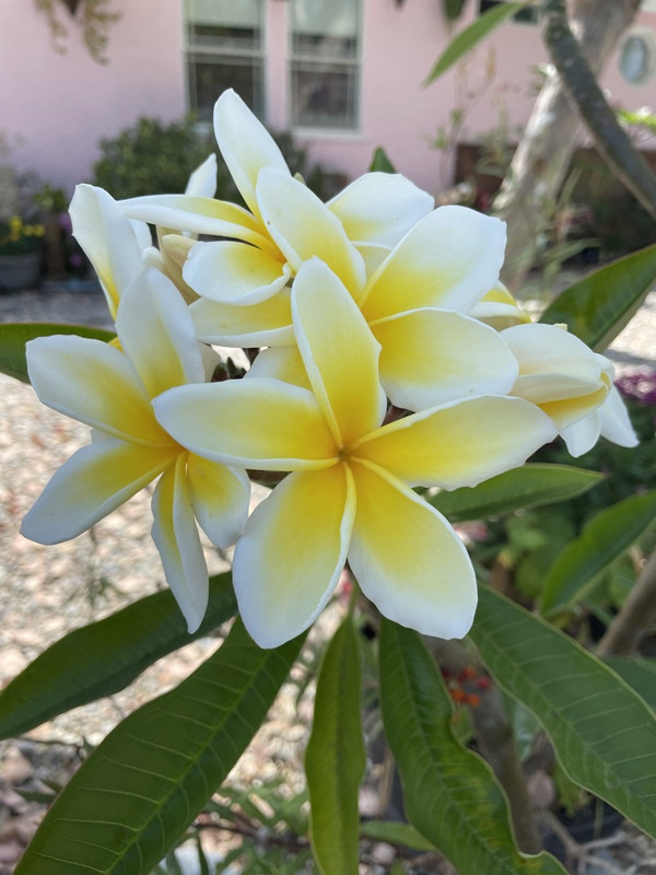 B2E0CFB0-66E1-41BF-B27A-940AE0E27C50_1_105_c