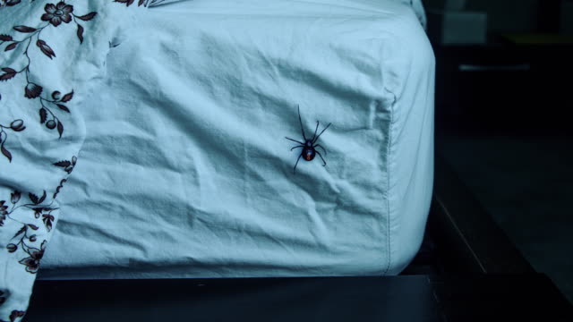 Bed-Bug-Treatment4-7.jpg