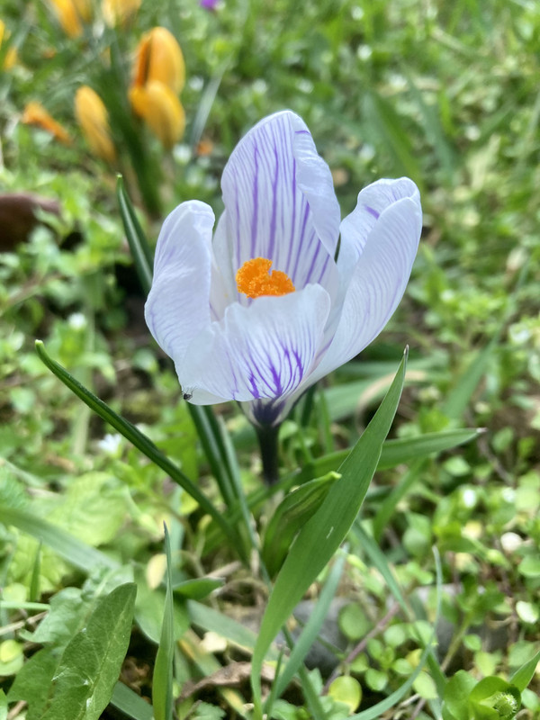 F7E7E37D-3015-454D-AA4E-11086F2A6BD9