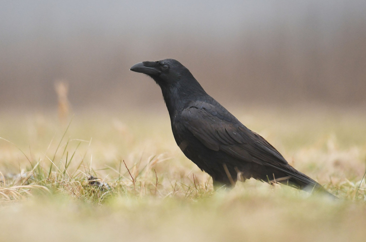 DBA718FA-5B34-43EB-BD67-AE73A23C0300