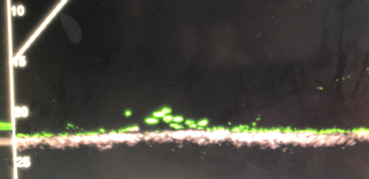 3.22.19 Livescope slabs