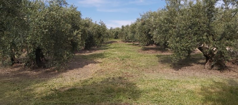 Seguimiento evolutivo finca de secano en Jaén - Página 2 PHOTO-2020-05-06-2