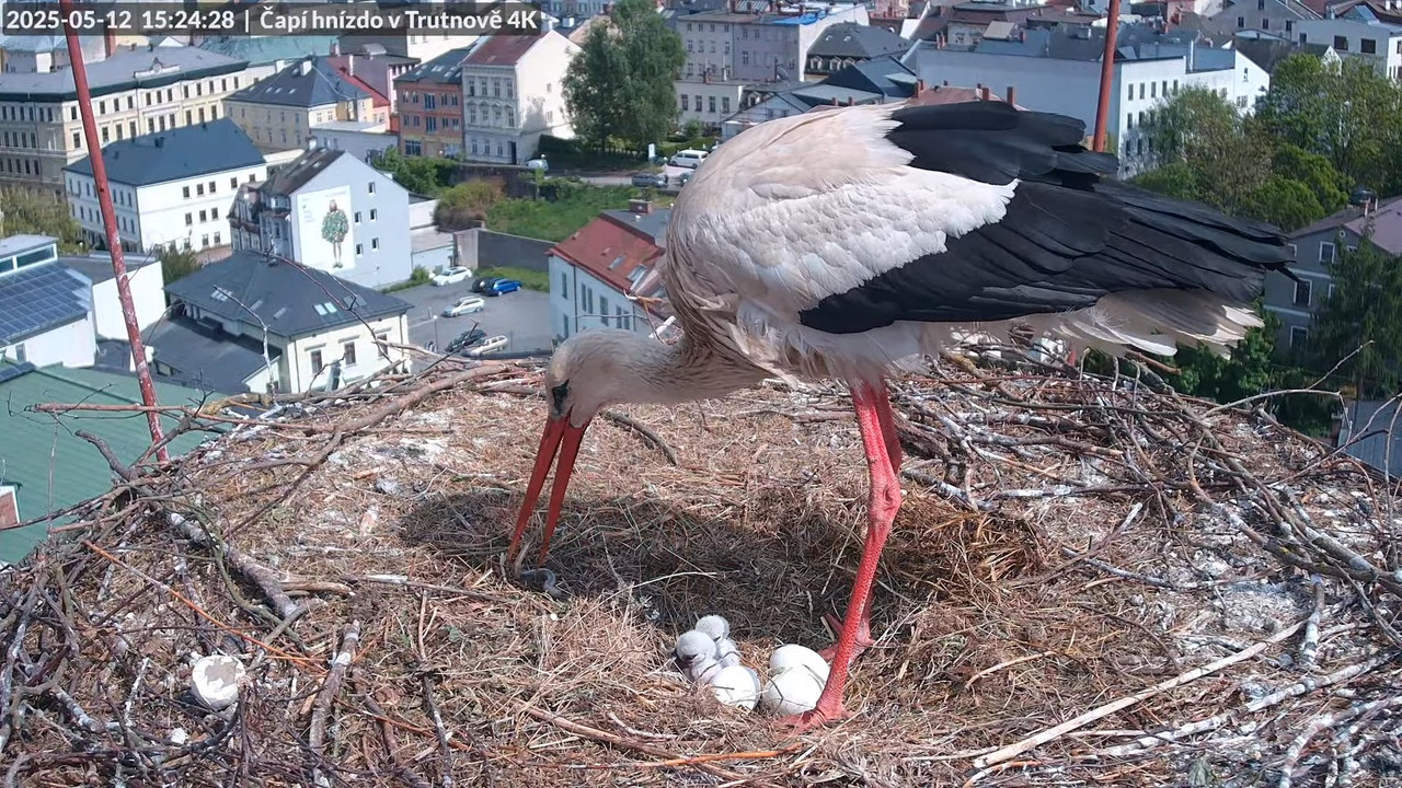 Tiešraide no stārķa ligzdas uz alus darītavas skursteņa Trutnovā 13-31-8 screenshot
