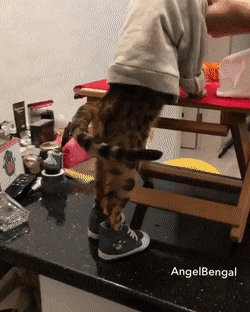 daily-gifdump-3395-31.gif
