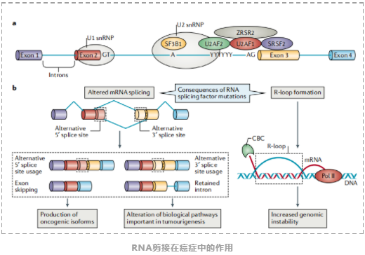 癌症中的RNA-6.png